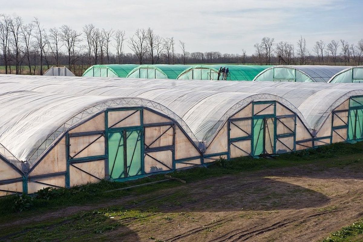 Весенний посев сидератов в теплицу: фацелия, овес, яровой рапс