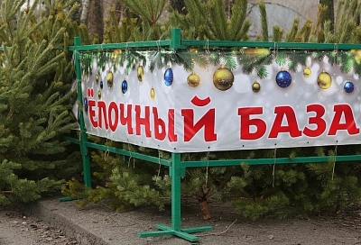 В Краснодаре елочные базары откроются 15 декабря