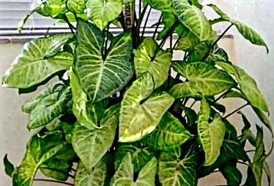 Сингониум — зеленый хамелеон: простой уход за эффектной лианой