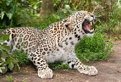 Леопарда из Центра восстановления в Сочи отправят в европейский зоопарк
