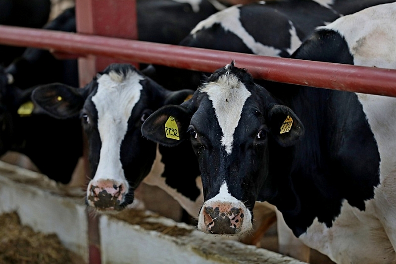 Производство молока в Краснодарском крае за пять лет увеличилось на 150 тысяч тонн