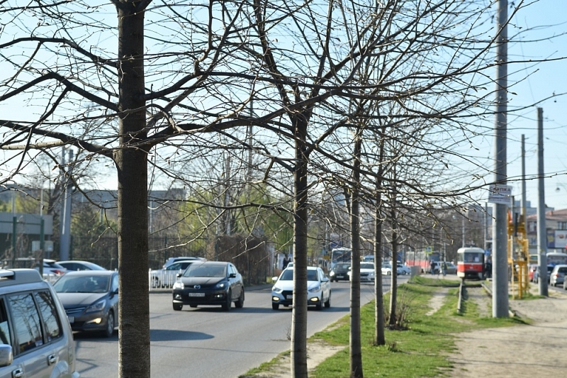 В Краснодаре для строительства трамвайной линии в Музыкальном микрорайоне пересадят 693 дерева