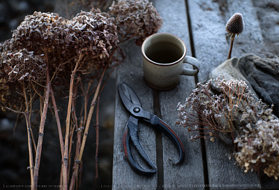 Не стриги эти  многолетники зимой — иначе весной останешься без цветов