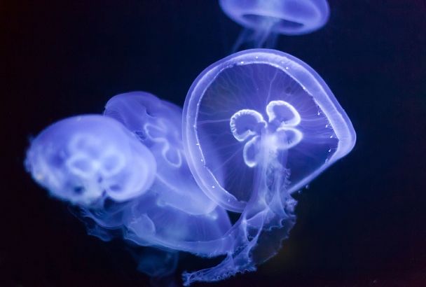 Москву из-за аномальной жары заполонили медузы