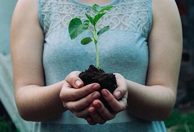 Дачники переплачивают зря: как правильно использовать монофосфат калия для реального роста на грядках