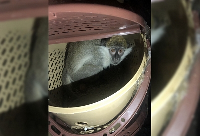 В краснодарский зоопарк передали 22 обезьяны, контрабандой завезенные с Украины