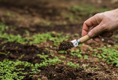 Краснодарский край вошёл в тройку лидеров по страхованию посевов в 2025 году