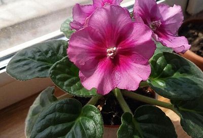 Мои красавцы цветут даже зимой — гости диву даются и не могут налюбоваться на  такое чудо: под Новый год в моем доме всегда весна