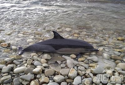 С начала года из-за траловых сетей в Краснодарском крае погибли 15 дельфинов