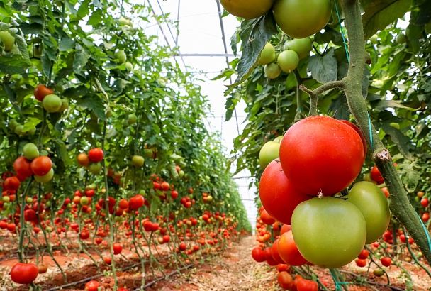 Кубанские ученые нашли способ сократить использование химикатов при выращивании томатов в теплицах