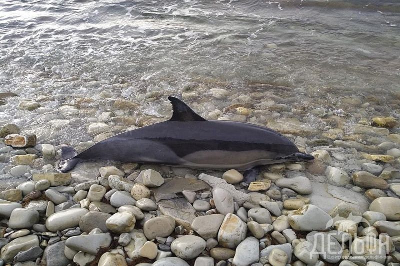 С начала года из-за траловых сетей в Краснодарском крае погибли 15 дельфинов
