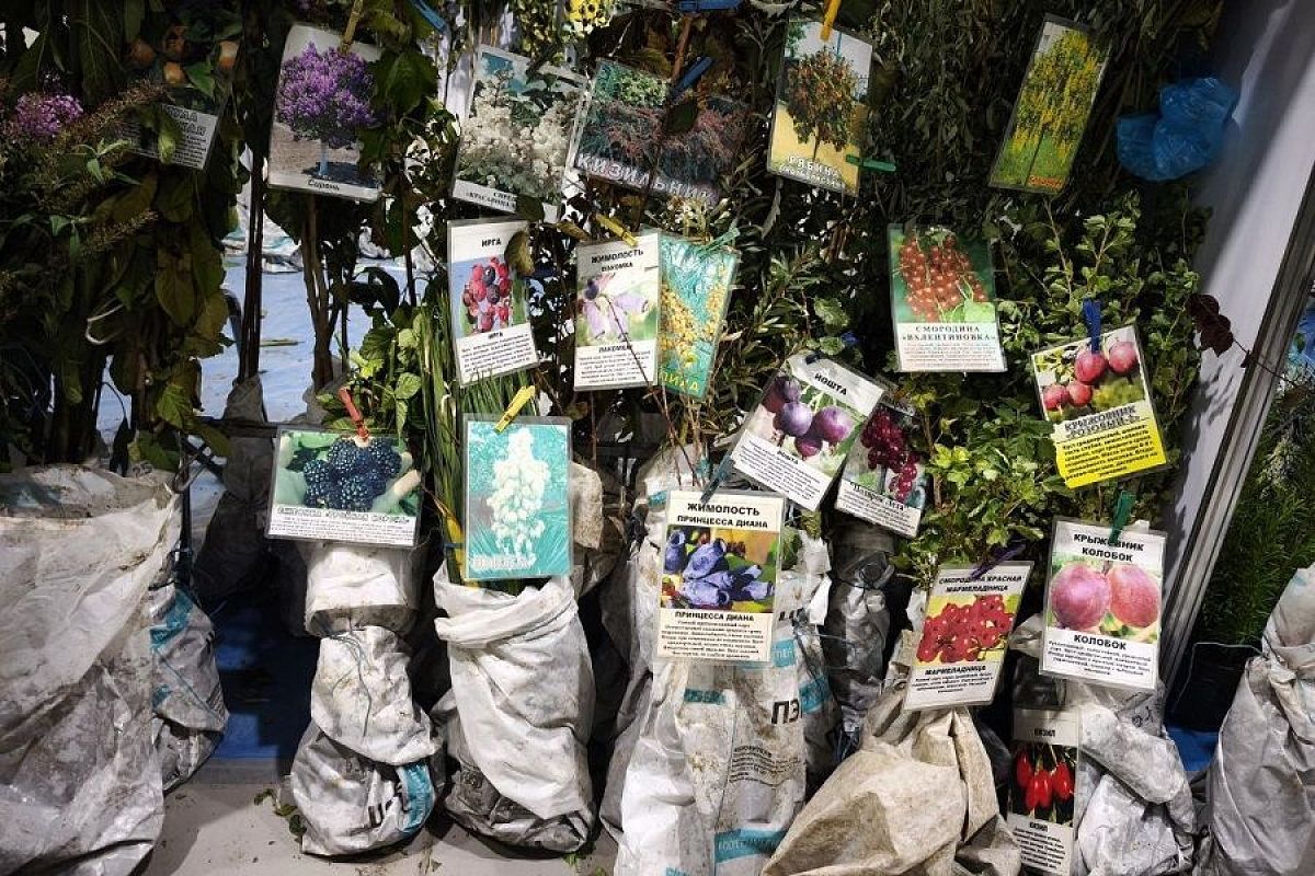 Какого размера должен быть правильный саженец плодового дерева: как нас обманывают продавцы на рынке 