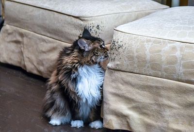 Лапы убрал: как отучить кота драть мебель