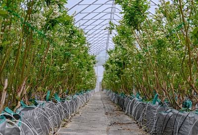 Голубика в сумках и консервированные деликатесы: как краснодарские аграрии развивают свои производства