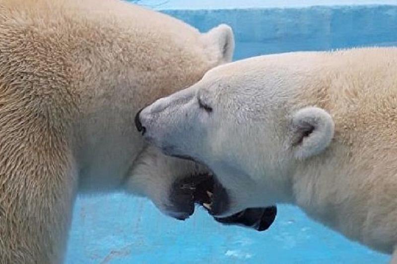 В Сафари-парке Геленджика засняли поцелуй белых медведей 