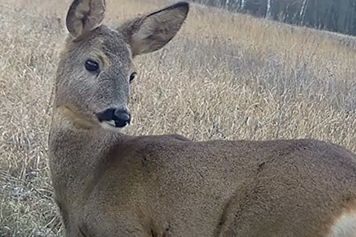 Дикая косуля устроила переполох в одном из магазинов курортного села под Туапсе