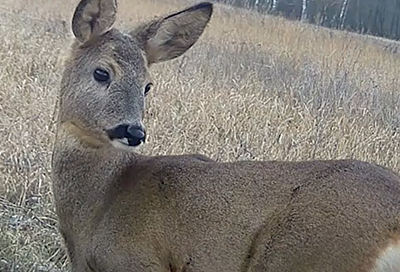 Дикая косуля устроила переполох в одном из магазинов курортного села под Туапсе