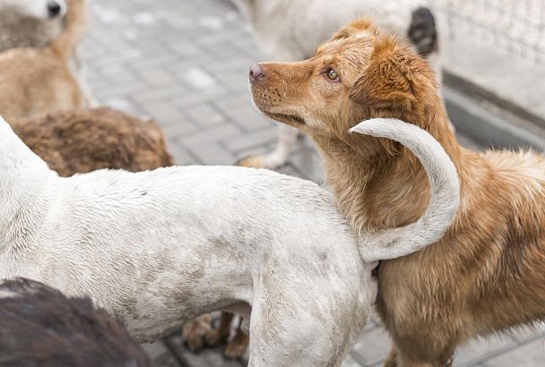 «Проект изначально был нежизнеспособен»: мэр Краснодара – о приюте для собак 