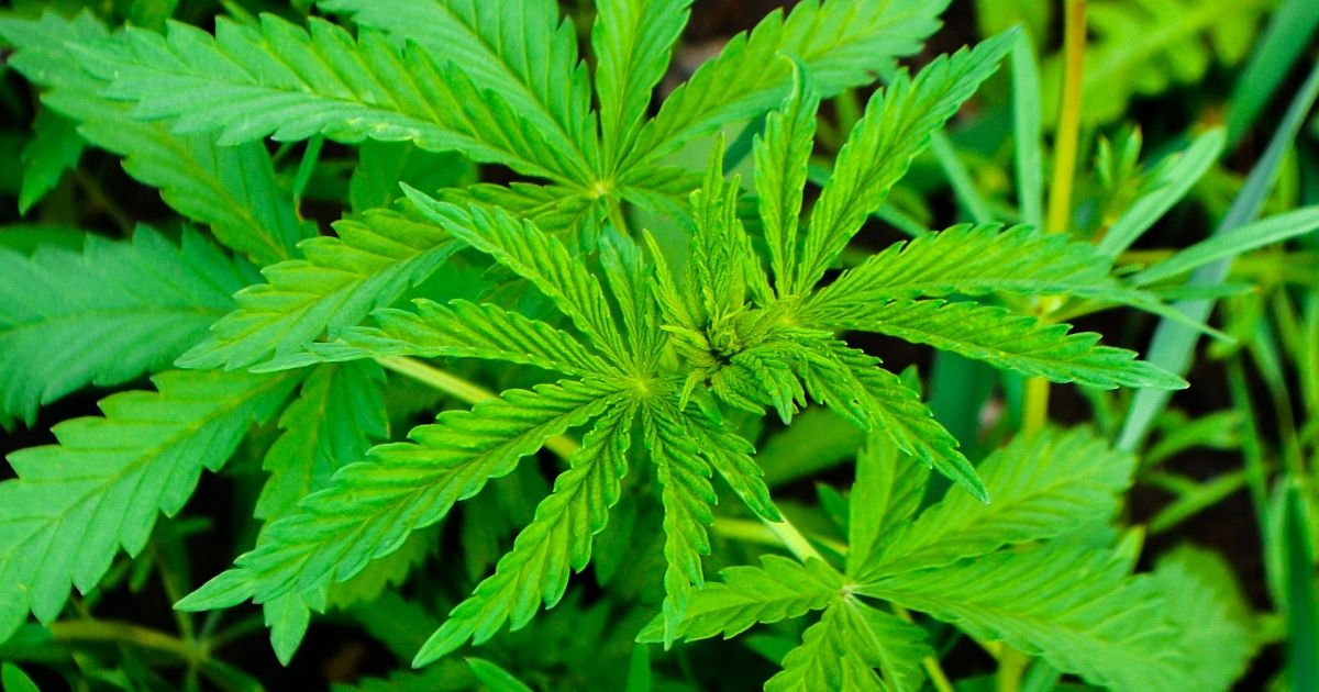 Конопля растет сочи славяне марихуана
