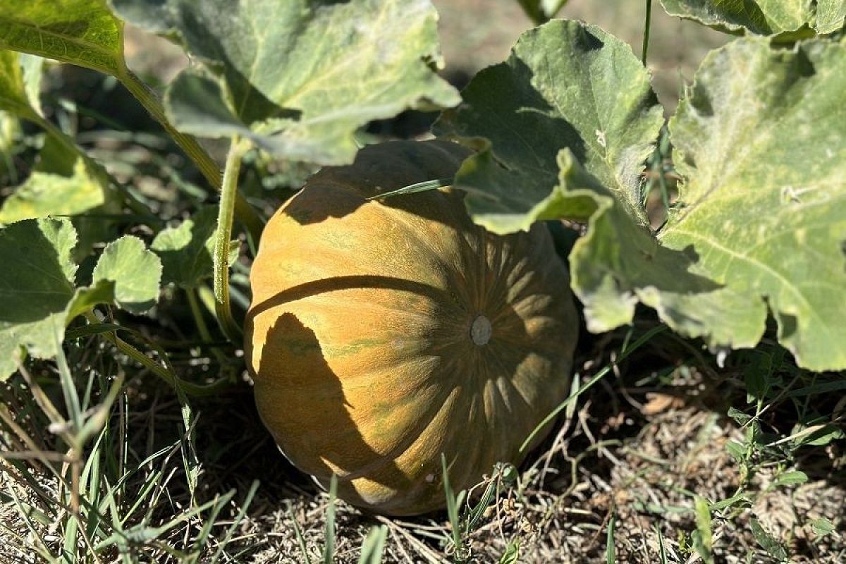 Самые сладкие сорта тыквы: как выбрать семена и вырастить сахарный урожай