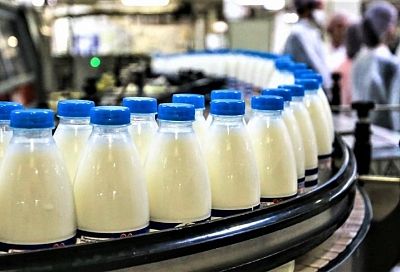 С начала года в Краснодарском крае произвели почти 400 тысяч тонн молока