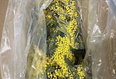 Первую партию мимозы ввезли из Абхазии в Россию через Краснодарский край