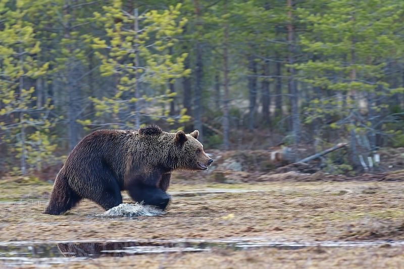 Наперегонки с автомобилем: в тоннеле по дороге из Адлера в Красную Поляну пробежал медведь
