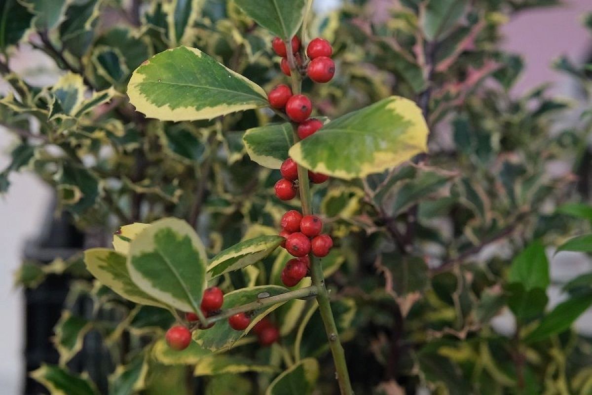 Падуб к Рождеству: не сбрасывает листву, но может отравить красотой