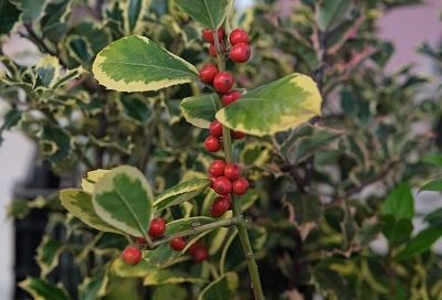 Падуб к Рождеству: не сбрасывает листву, но может отравить красотой