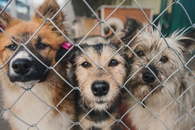 Проект приюта для бездомных животных в Краснодаре будет готов к концу сентября