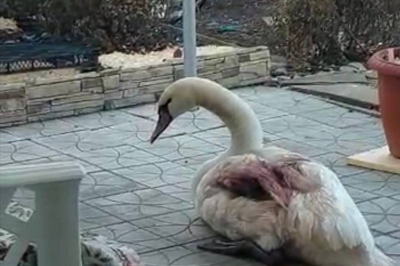Спасенный с замерзшего озера лебедь с перебитым крылом умер в  Краснодаре 