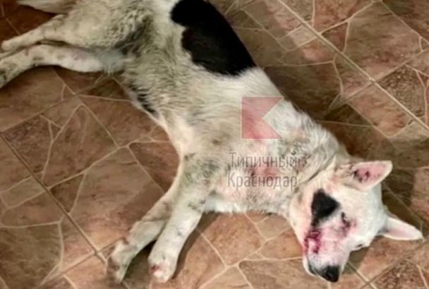 Житель краевой столицы избил свою собаку и попал на камеры видеонаблюдения