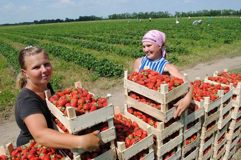 Агропромышленный комплекс Кубани: пятилетка достижений