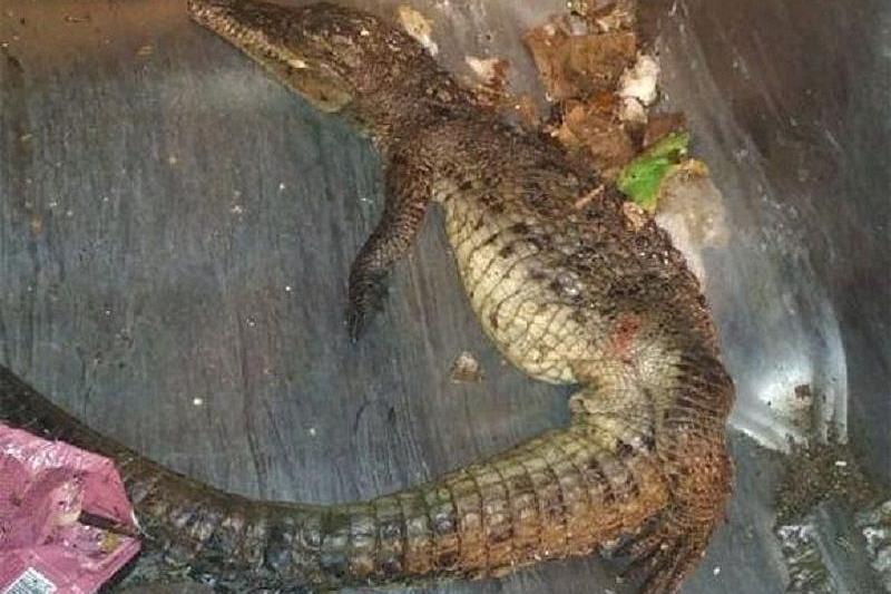В Краснодарском крае на свалке нашли мертвого крокодила и питона 