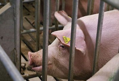 Поголовье свиней в Краснодарском крае с начала года выросло на 13,4 тысячи