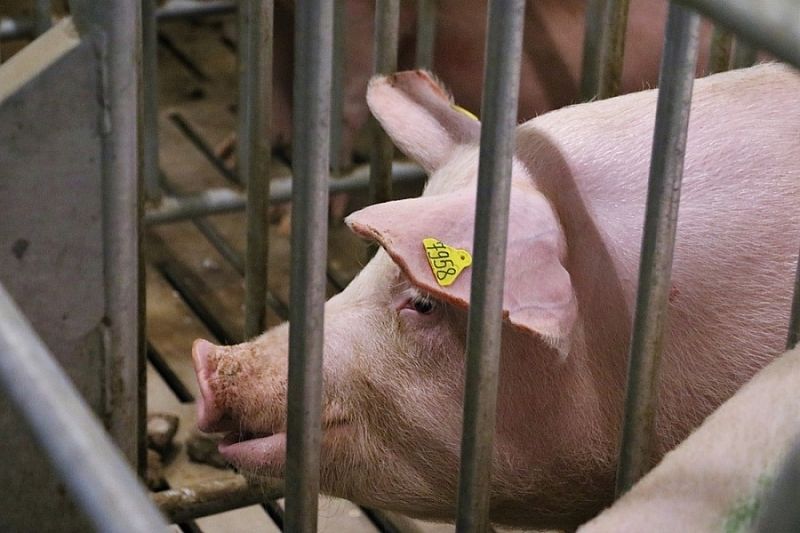 Поголовье свиней в Краснодарском крае с начала года выросло на 13,4 тысячи