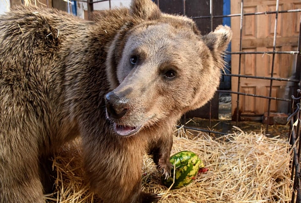 К истории с бурым медведем в клетке во дворе многоэтажки в Краснодаре подключилась полиция