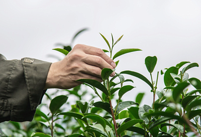 Закладка гектара чайных плантаций в Сочи обойдется в 50 миллионов рублей