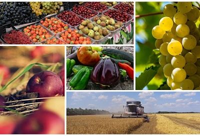 Земля богатых урожаев: как кубанские аграрии обеспечивают продовольственную безопасность страны