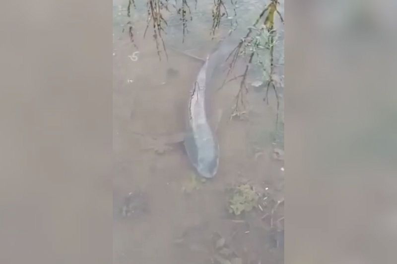 Житель Приморско-Ахтарска обнаружил в подтопленном огороде живую рыбу