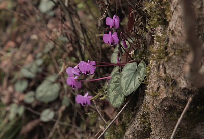 Цикламены и морозники: первоцветы распустились в сочинской Тисо-самшитовой роще