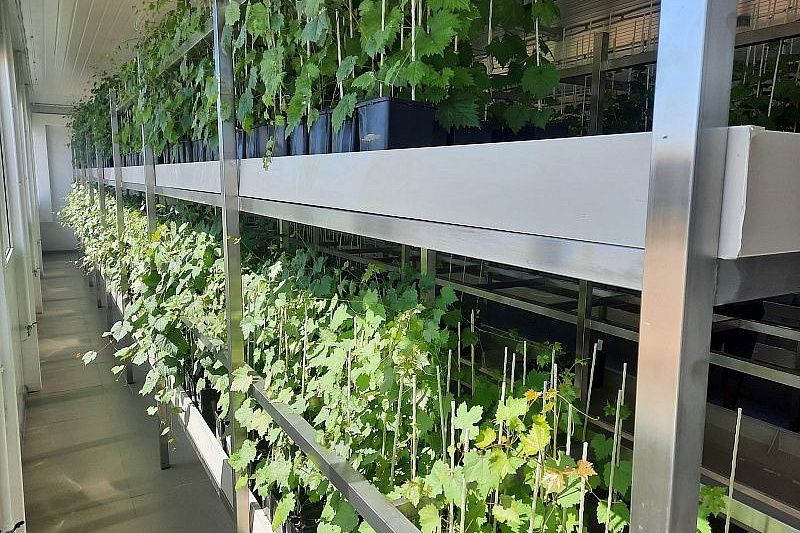 В Темрюкском районе заработала инновационная лаборатория ускоренной репродукции винограда