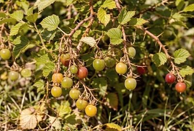 Размножаю крыжовник осенью: 3 проверенных способа – отводками, черенками и зелеными побегами