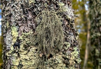 Чтобы мох не рос: профилактика всегда проще, легче и полезнее для сада и садовода