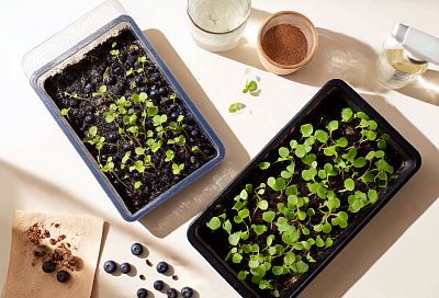 Посадила голубику из супермаркета двумя способами — и один даёт больше всходов