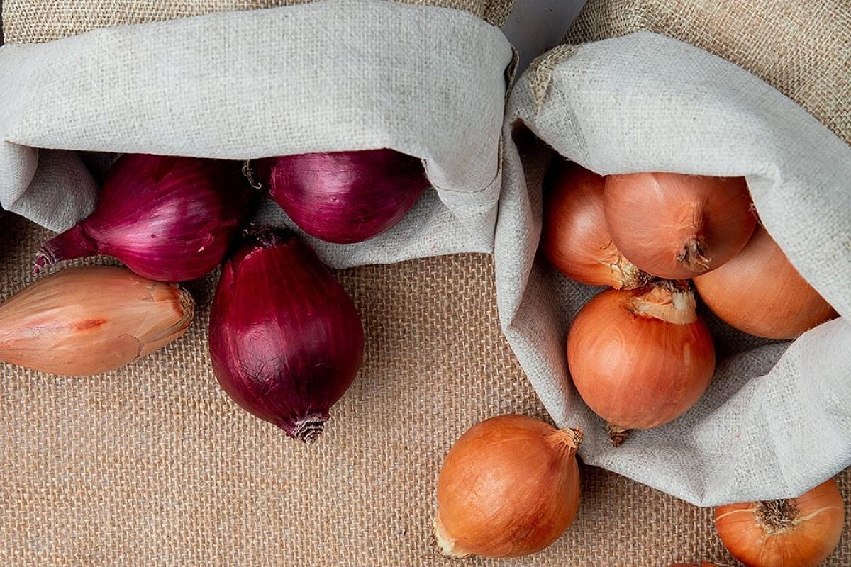 Сколько можно сажать лук-севок на одном месте: схема севооборота, которая удвоит ваш урожай