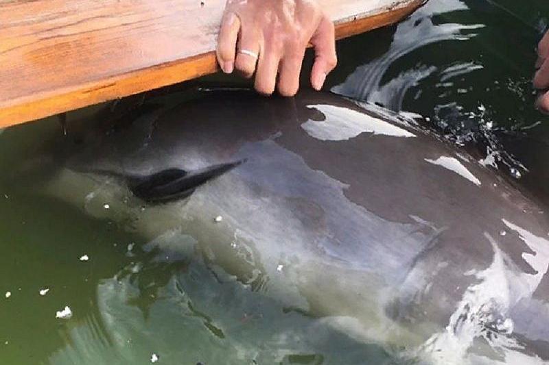Жителям Сочи не удалось спасти умирающего дельфина