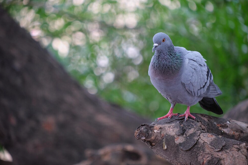 Более двух тысяч мертвых голубей обнаружили в лесополосе в Динском районе