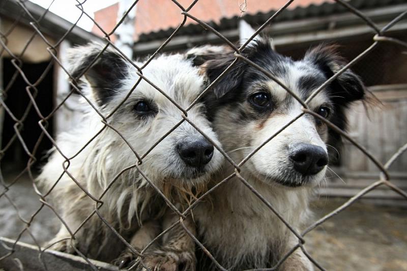 В России запретят убивать бездомных животных