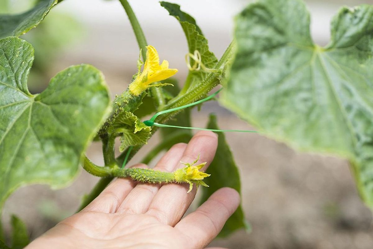 Шок для дачников: мучнистая роса атакует огурцы — метод Кизимы спасает урожай